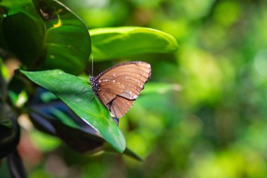 Bahçedeki bir ağacın yeşil yaprağında kelebeğin yakın çekimi. Metin için boşluk.