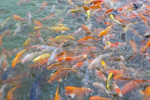 Tilapia Koi Balığı Havuzda Yiyecek Bekleyen Süslü Sazan Balığı — Stok fotoğraf