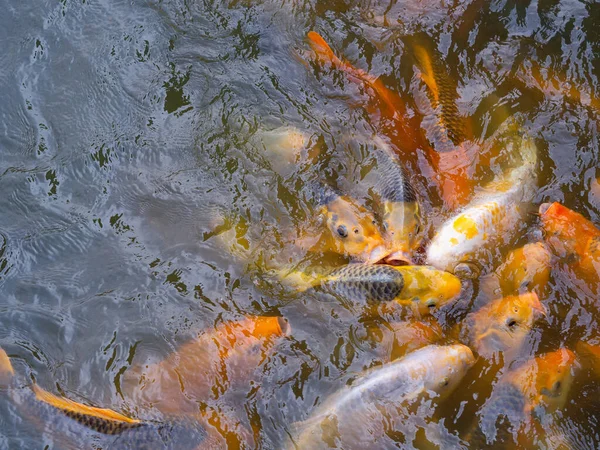 Tilapia and Koi fish or fancy carp fish swimming waiting for food in the pond.
