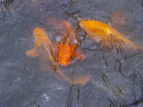 Tilapia Sazan Balıkları Gölette Yiyecek Bekliyor — Stok fotoğraf