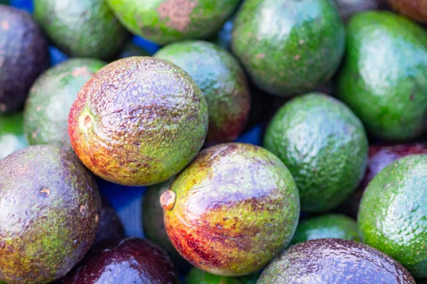 Une Pile Avocats Frais Biologiques Entiers Mûrs Vrac Prêts Être — Photo