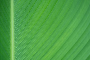 Bahçede taze yeşil büyük yaprak yakın çekim. Doğa yeşil doku arka planı. Metin için boşluk