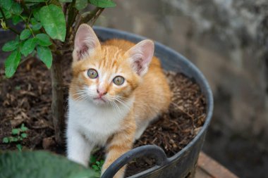 Kedi yavrusu ya da küçük kedinin yakın plan çekimleri, toprak tenceresinin yanında duruyor.