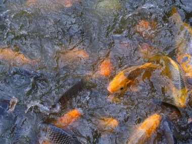 Tilapia ve Sazan balıklarının yakın çekimi gölette yiyecek bekliyor..