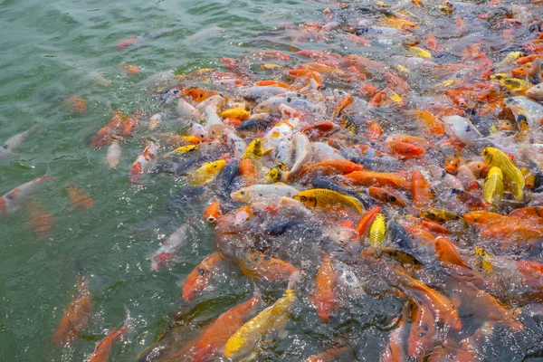 Tilapia Koi Balığı Süslü Sazan Balığı Gölette Yiyecek Beklerken Yüzüyorlar — Stok fotoğraf