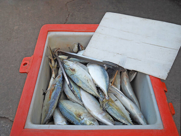 Close-up of mackerel fish in bucket for sale in market.