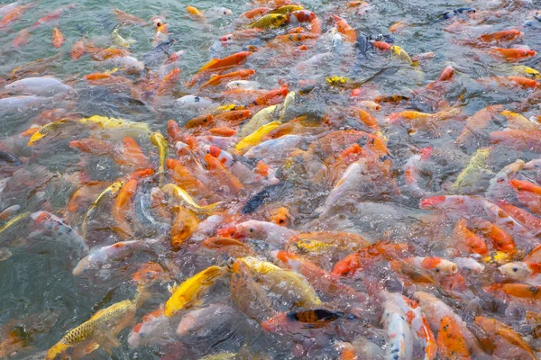 Tilapia Koi Balığı Süslü Sazan Balığı Gölette Yiyecek Beklerken Yüzüyorlar — Stok fotoğraf