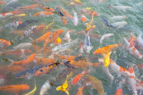 Tilapia Koi Balığı Süslü Sazan Balığı Gölette Yiyecek Beklerken Yüzüyorlar — Stok fotoğraf