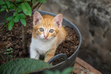 Kedi yavrusu mu yoksa saksının içinde oturan küçük kedi mi? Metin için boşluk