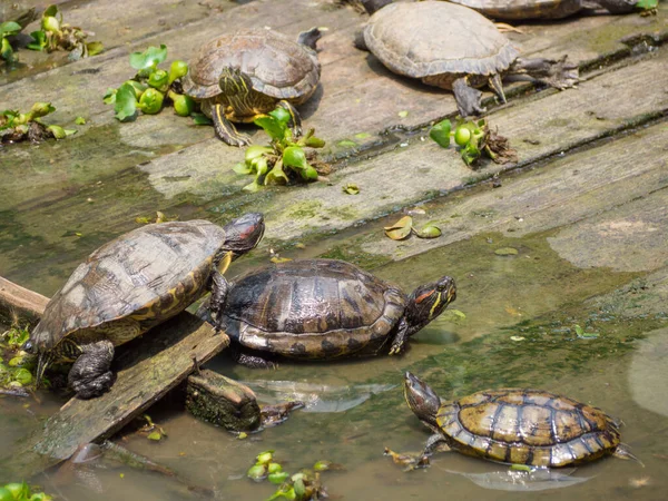 Parkta tahtadan yapılmış tatlı su kaplumbağaları. Metin için boşluk
