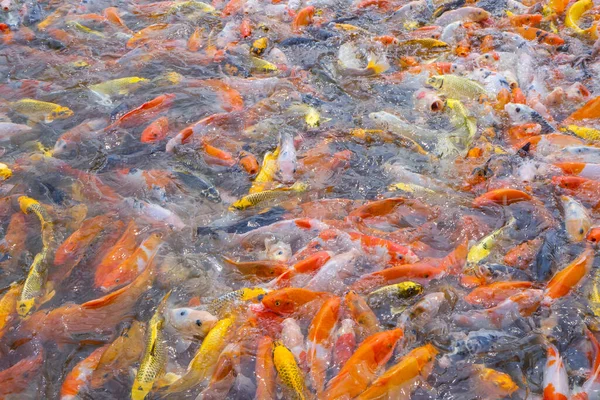 Tilapia Koi Balıklarına Yakın Çekim Gölde Yiyecek Bekleyen Süslü Sazan — Stok fotoğraf