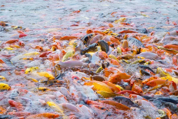 Tilapia Koi Balıklarına Yakın Çekim Gölde Yiyecek Bekleyen Süslü Sazan — Stok fotoğraf