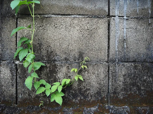 Parede Concreto Velho Licença Verde Árvore Espaço Para Texto — Fotografia de Stock