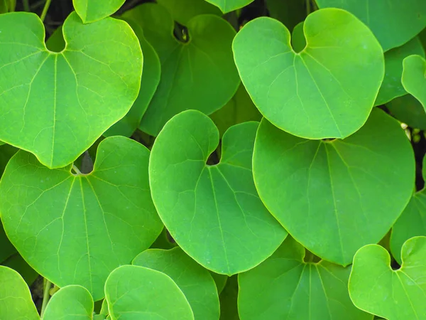 Photo Plein Cadre Forme Coeur Vert Feuille Vigne Fond Aristolochia — Photo