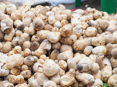 Piyasada satılık taze organik mantar veya volvarella volvacea 'nın üst görüntüsü. Sağlıklı yiyecekler