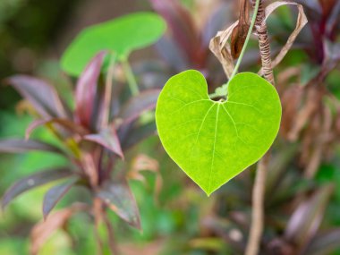 Yeşil yaprak kalp şeklinde yakın plan. Sevgililer Günü konsepti