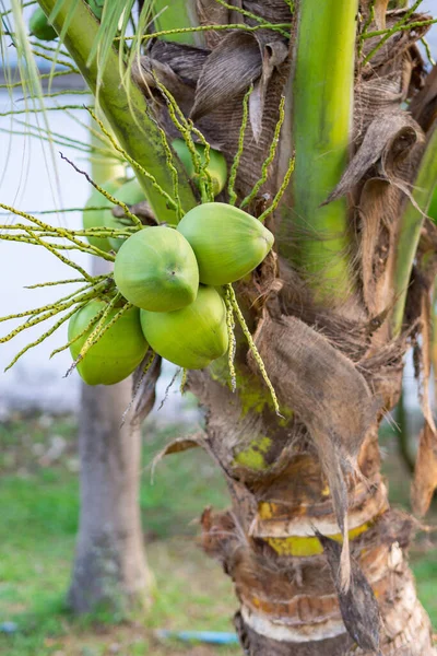 Close Dos Cocos Verdes Que Crescem Coqueiro Jardim Conceito Frutos — Fotografia de Stock