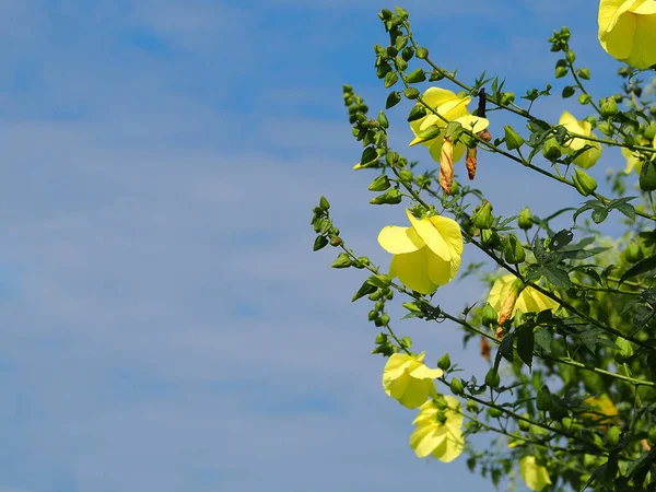 View Beautiful Hibiscus Cannabinus Kenaf Flower Blue Sky Background Space — Stock Photo, Image