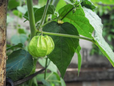 Bahçedeki ağaçta asılı duran taze bektaşi üzümü pelerininin (Physalis Peruviana) yakın çekimi. Sağlık meyvesi kavramı
