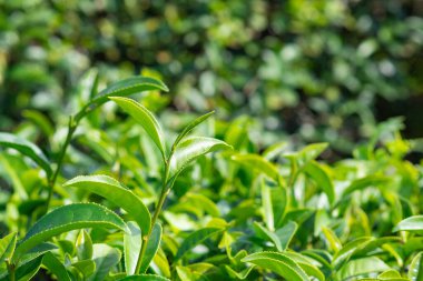 Çay çiftliğindeki yeşil çay yapraklarının yakın çekimi. Mesaj için yer var. Seçici odak