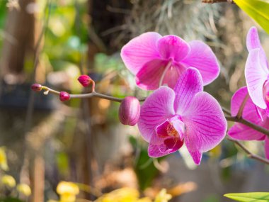 Güzel mor orkideleri kapatın..