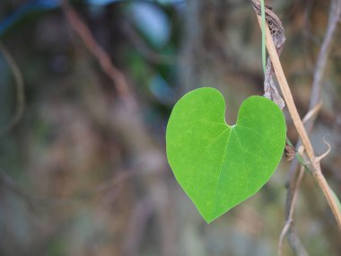 Arisolochia Ringens 'in yeşil kalp şeklindeki asma yaprağı. Sevgililer Günü. Metin için boşluk