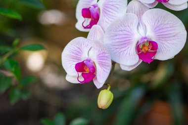 Beyaz Phalaenopsis orkidelerinin yakın çekimi bir bahçede çiçek açıyor. Güzel orkideler.
