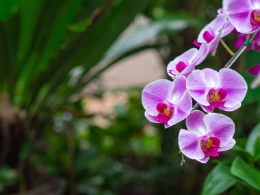 Bahçede güzel mor orkidelerin yakın çekimi çiçek açıyor. Metin için boşluk