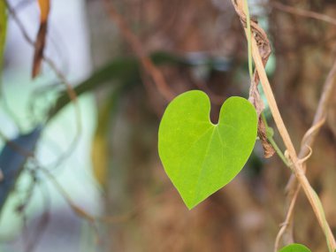 Arisolochia Ringens 'in yeşil kalp şeklindeki asma yaprağı. Mesaj için yer var. Sevgililer Günü konsepti