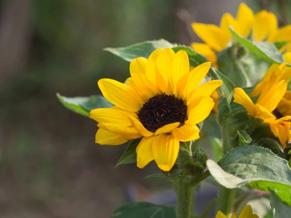 Close Sunflower Blooming Garden — Stock Photo, Image