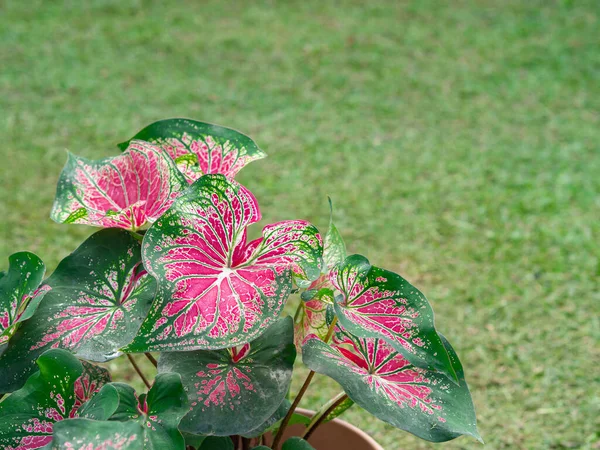 Belle Caladium Bicolore Reine Des Plantes Feuillues Dans Jardin Coloré — Photo