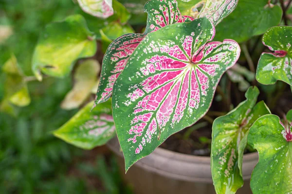 Caladium Bicolor Aiton Vent Королевой Листовых Растений Цветные Боновые Листья — стоковое фото