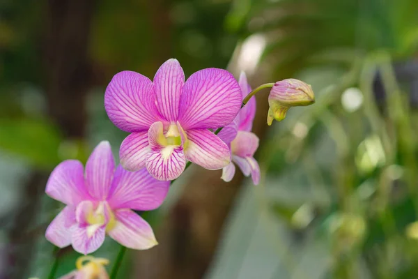 Close Belas Orquídeas Roxas Florescendo Com Fundo Natural Jardim — Fotografia de Stock