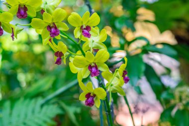 Güzel orkidelerin yakın plan çekimleri bahçede doğal olarak çiçek açıyor.