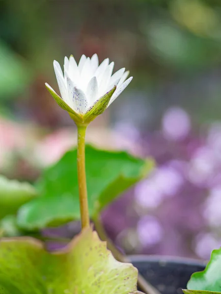 Detailní Záběr Jednoho Bílého Lotosového Květu Kvete Květináči Zeleným Pozadím — Stock fotografie