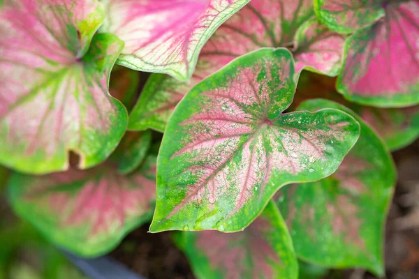 Belle Caladium Bicolore Reine Des Plantes Feuillues Dans Jardin Coloré — Photo