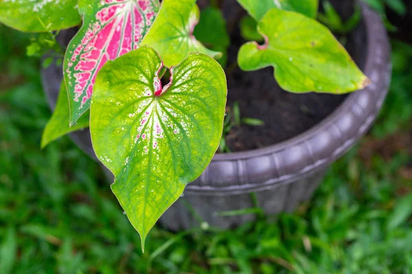 Beautiful Caladium Bicolor Queen Leafy Plants Garden Colorful Bon Leaves — Stock Photo, Image