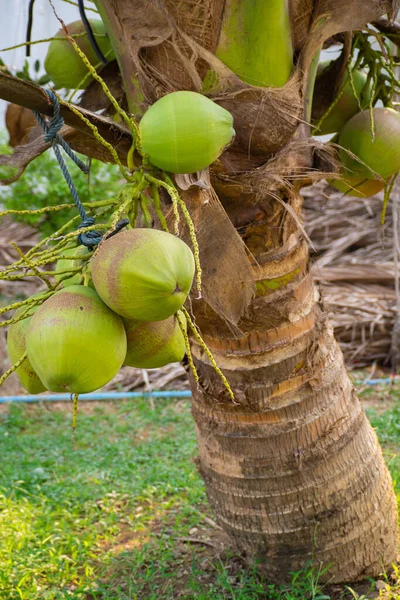 Närbild Gröna Kokosnötter Som Växer Kokosnötsträdet — Stockfoto