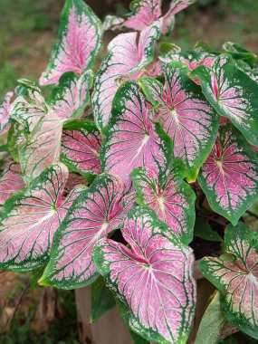 Güzel Caladium bicolor (Aiton) menfezi. Ya da yapraklı bitkilerin kraliçesi. Bon yapraklarıyla dolu.