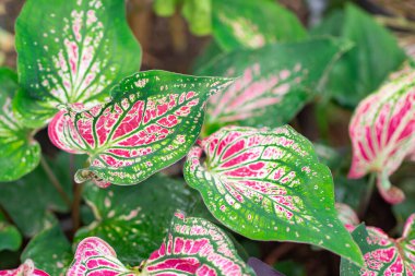 Güzel Caladium bicolor (Aiton) menfezi. Ya da yapraklı bitkilerin kraliçesi. Bon yapraklarıyla dolu.
