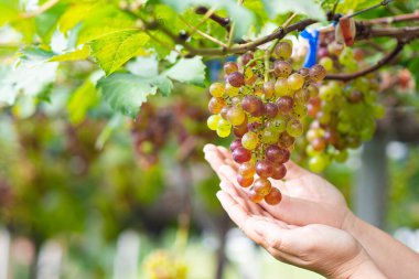 Üzüm bağındaki şarap hasadı sırasında işçilerin elleri üzümlere dokunur. Dışarıda çalışan genç bir çiftçi kadın. Metin için boşluk