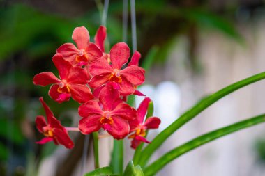 Bahçede güzel kırmızı orkideler açıyor.