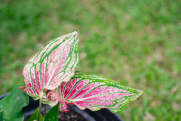 Caladium Bicolor Aiton Vent Королевой Листовых Растений Цветок Боновых Листьев — стоковое фото