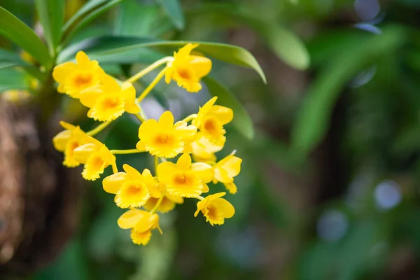 Zbliżenie Piękna Żółta Orchidea Ogrodzie Dendrobium Lindleyi Miejsce Tekst — Zdjęcie stockowe