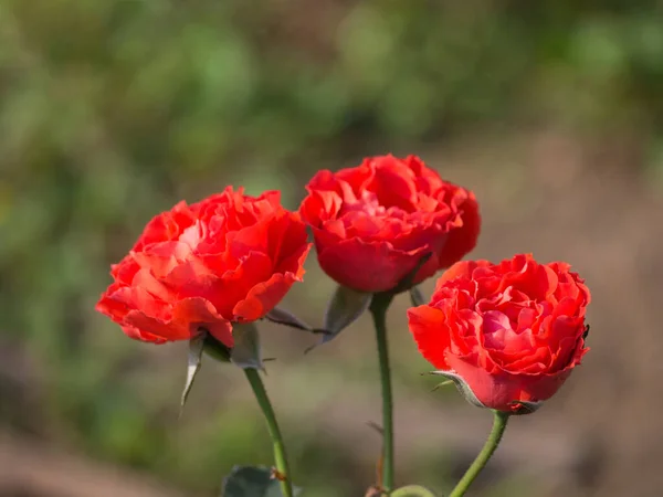 Miniaturowe Czerwone Róże Kwitnące Ogrodzie Miejsce Tekst — Zdjęcie stockowe