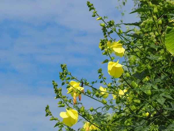 View Beautiful Hibiscus Cannabinus Kenaf Flower Blue Sky Background Space — Stock Photo, Image