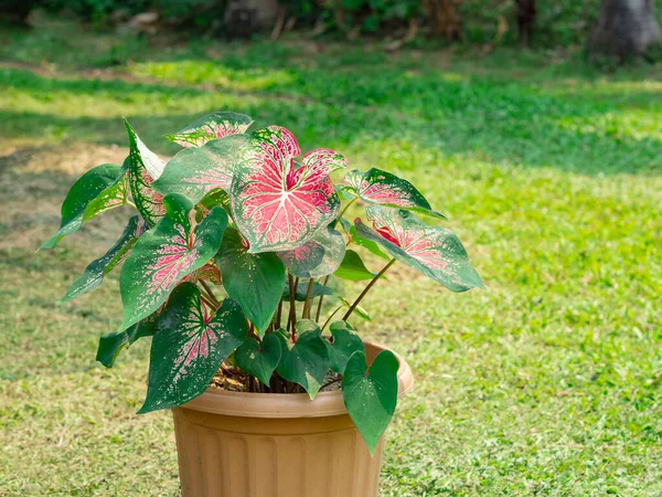 Caladium Bicolore Reine Des Plantes Feuillues Dans Pot Plastique Espace — Photo