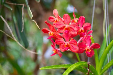 Bahçenin arka planında güzel kırmızı orkideler çiçek açıyor. Metin için boşluk