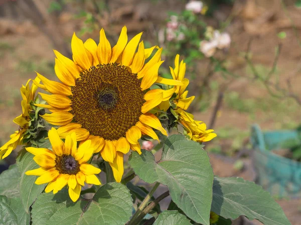 Garten Blühen Sonnenblumen Großaufnahme Schöne Blume Natur Hintergrund Raum Für — Stockfoto
