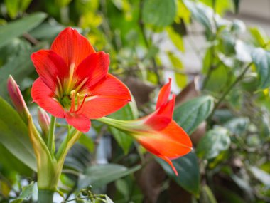 Hippeastrum johnsonii çiçeği bahçede çiçek açıyor. Metin için boşluk